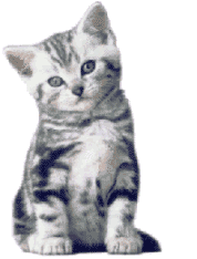 кат анимирани-изображения-gif